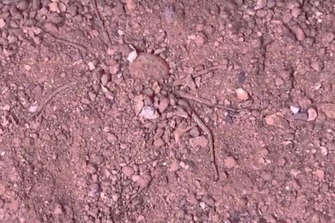 Vergrabene Spinne im Sand