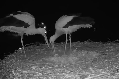 Frühlingsaufnahmen: So bezaubernd freuen sich Störche, wenn sie ein Ei im Nest haben