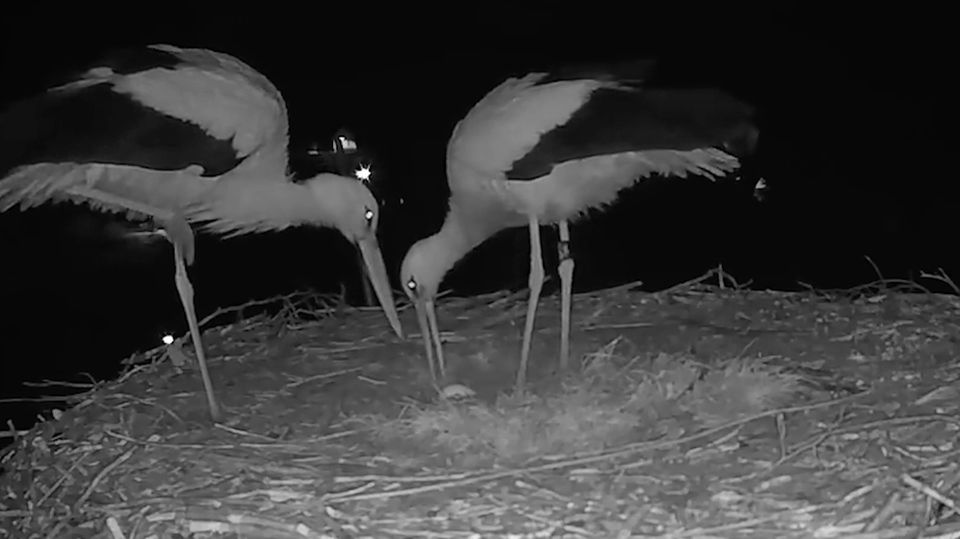 Frühlingsaufnahmen: So bezaubernd freuen sich Störche, wenn sie ein Ei im Nest haben Frühlingsaufnahmen: So bezaubernd freuen sich Störche, wenn sie ein Ei im Nest haben