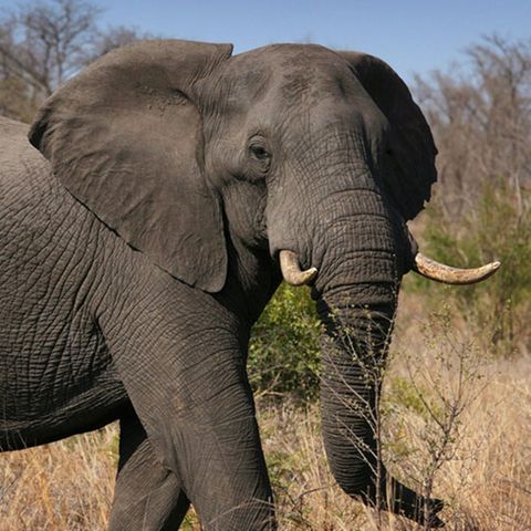 Ein Elefant in Afrika und Afrika Referent des WWF Johannes Kirchgatter