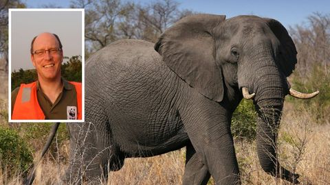 Ein Elefant in Afrika und Afrika Referent des WWF Johannes Kirchgatter