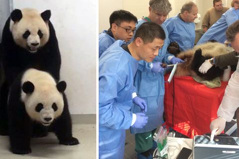 Die Pandas versuchten es klassisch (links), der Zoo ging lieber mit modernen Methoden auf Nummer sicher