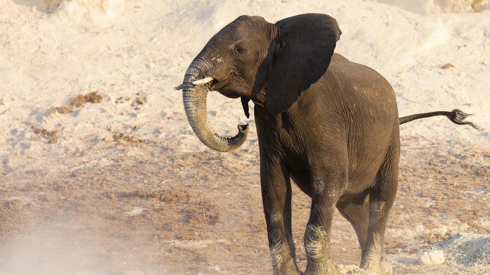 Die Elefantenpopulation in Afrika ist stark rückläufig