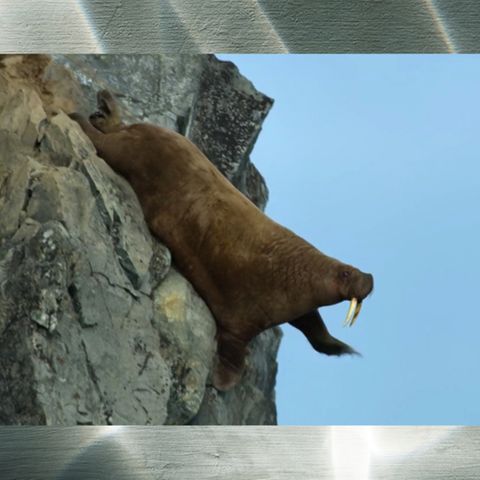 Walross Netflix Our Planet