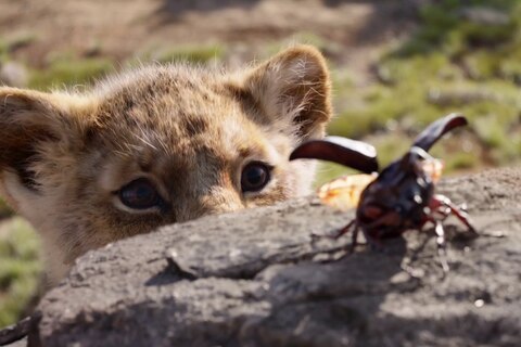 Löwe Simba und ein Käfer