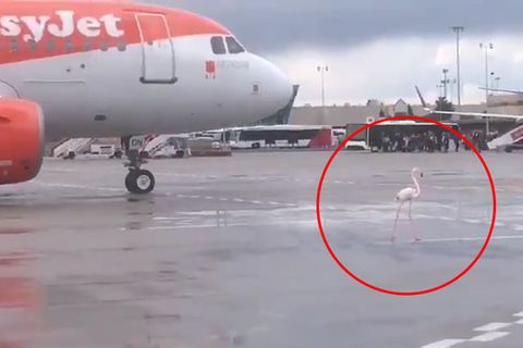 Flamingo hält Flugverkehr in Palma de Mallorca auf