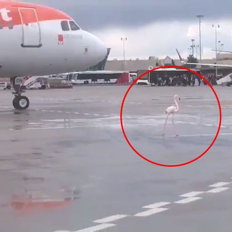 Flamingo hält Flugverkehr in Palma de Mallorca auf