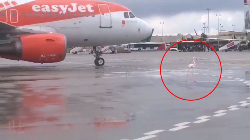 Flamingo hält Flugverkehr in Palma de Mallorca auf Flamingo hält Flugverkehr in Palma de Mallorca auf
