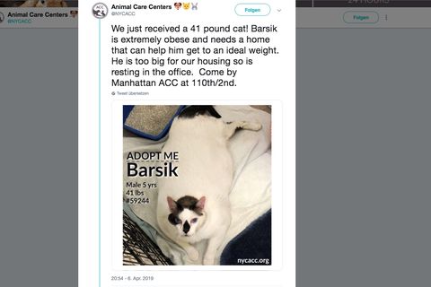 Katze Barsik