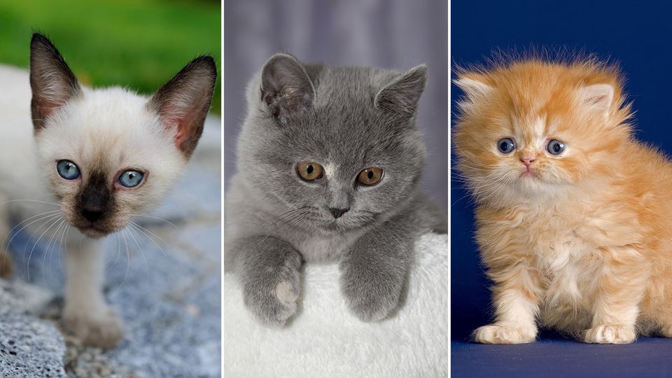 Deutschlands liebstes Haustier: Diese Katzenrassen werden am häufigsten gegoogelt
