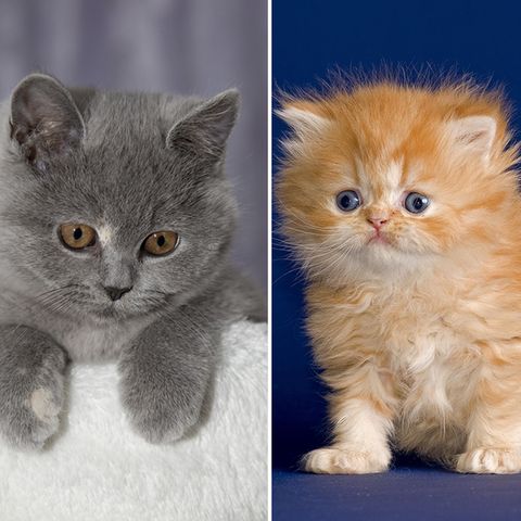 Deutschlands liebstes Haustier: Diese Katzenrassen werden am häufigsten gegoogelt