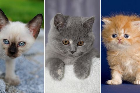 Deutschlands liebstes Haustier: Diese Katzenrassen werden am häufigsten gegoogelt