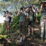 Die lustigsten Vögel im ganzen Busch: Ranger-Nachwuchs auf Spähmission. Reporterin Nele späht ganz vorn.