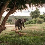 "Bleibt alle dicht am Geländewagen stehen", warnten die Guides, als dieser Bursche auf uns zukam. "Dann sieht der nur eine große Einheit"
