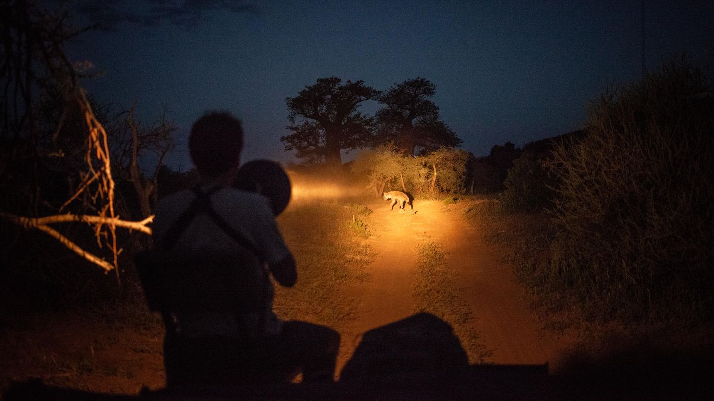 Gespottet: eine Tüpfelhyäne auf Beutesuche. Die Tiere sind effiziente Ausdauerjäger. Sie verfolgen ihre Opfer so lang, bis die erschöpft aufgeben