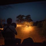 Gespottet: eine Tüpfelhyäne auf Beutesuche. Die Tiere sind effiziente Ausdauerjäger. Sie verfolgen ihre Opfer so lang, bis die erschöpft aufgeben