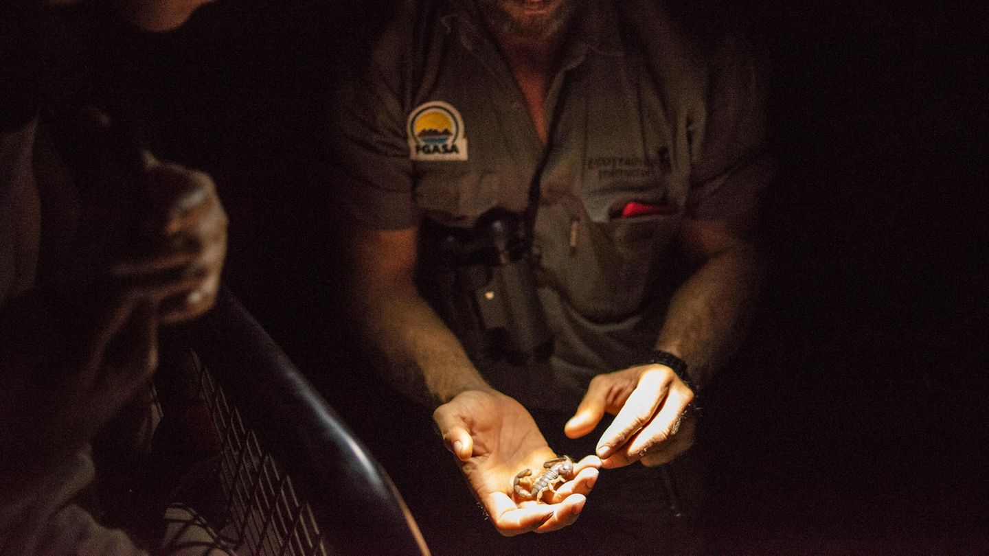Skorpion gefunden: Chefausbilder Ross erklärt, dass die Spinnentiere nur hell und dunkel unterscheiden können. Dafür nehmen sie feinste Erschütterungen wahr, durch die sie ihre Beute erspüren.