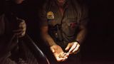 Skorpion gefunden: Chefausbilder Ross erklärt, dass die Spinnentiere nur hell und dunkel unterscheiden können. Dafür nehmen sie feinste Erschütterungen wahr, durch die sie ihre Beute erspüren.