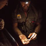 Skorpion gefunden: Chefausbilder Ross erklärt, dass die Spinnentiere nur hell und dunkel unterscheiden können. Dafür nehmen sie feinste Erschütterungen wahr, durch die sie ihre Beute erspüren.