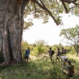 Elefantenfutter: Affenbrotbäume können in ihrem Stamm bis zu 100.000 Liter Wasser speichern. Deswegen sind sie gerade in der Trockenzeit bei den Dickhäutern beliebt. Mit ihren Stoßzähnen brechen sie die Rinde auf, um zu den feuchten Fasern im Baum­innern zu gelangen.