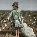 Ein Mädchen zupft Baumwolle von einer Pflanze