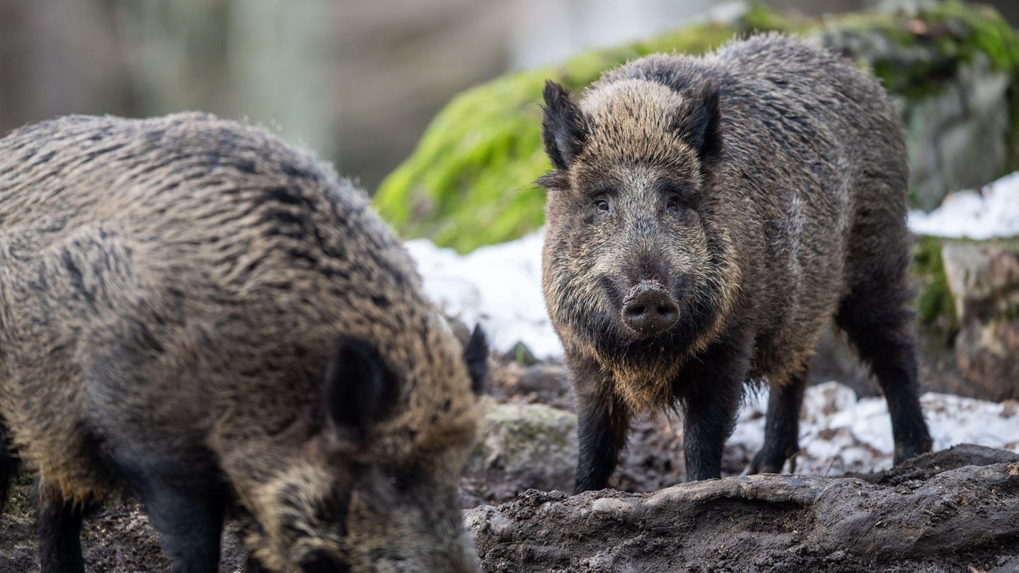 Entspannte Schwarzkittel: In vielen Regionen fühlen sich Wildschweine in Deutschland zu Hause. Im Süden Berlins ist von einer wahren Plage die Rede.