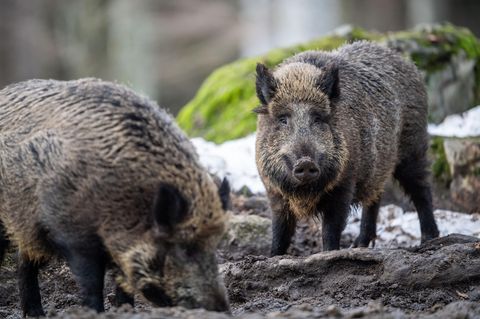 Entspannte Schwarzkittel: In vielen Regionen fühlen sich Wildschweine in Deutschland zu Hause. Im Süden Berlins ist von einer wahren Plage die Rede.