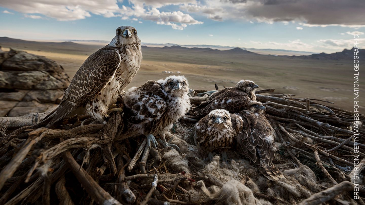 Gewinner in der Kategorie Natur Stories: Ein Würgefalke-Weibchen und ihre Küken, fotografiert nahe Erdene Sant in der Inneren Mongolei. Die Tiere sind zunehmend vom Aussterben bedroht.