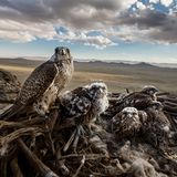 Gewinner in der Kategorie Natur Stories: Ein Würgefalke-Weibchen und ihre Küken, fotografiert nahe Erdene Sant in der Inneren Mongolei. Die Tiere sind zunehmend vom Aussterben bedroht.