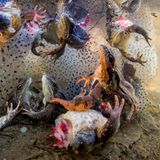 Sieger in der Kategorie Natur: Frösche, denen die Beine ausgerissen wurden, werden in Rumänien wieder ins Wasser zurückgeworfen.