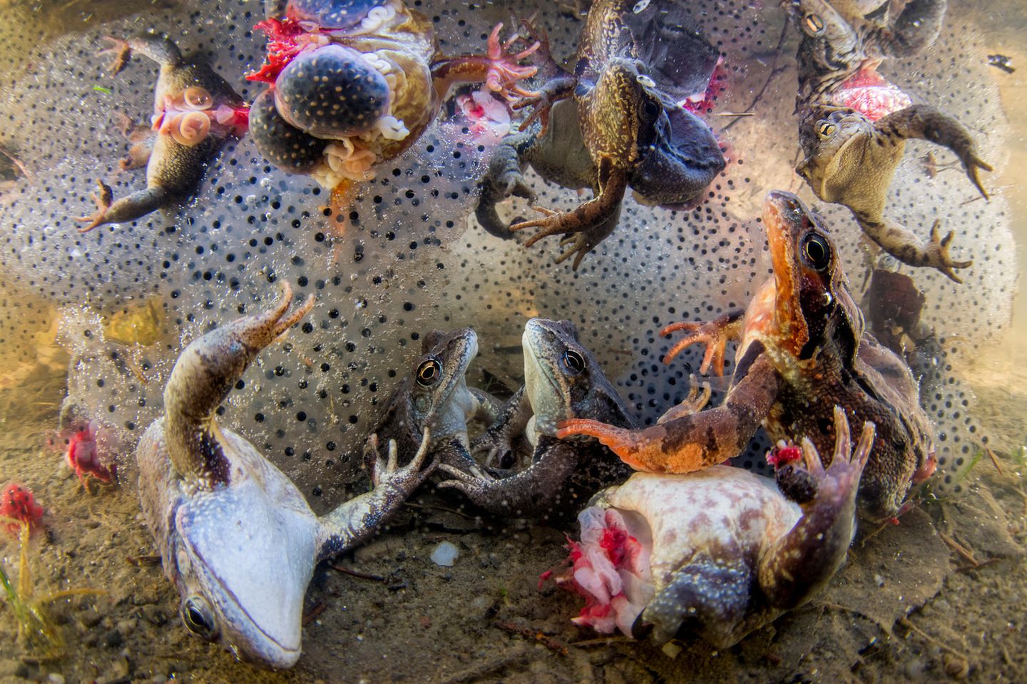 Sieger in der Kategorie Natur: Frösche, denen die Beine ausgerissen wurden, werden in Rumänien wieder ins Wasser zurückgeworfen.
