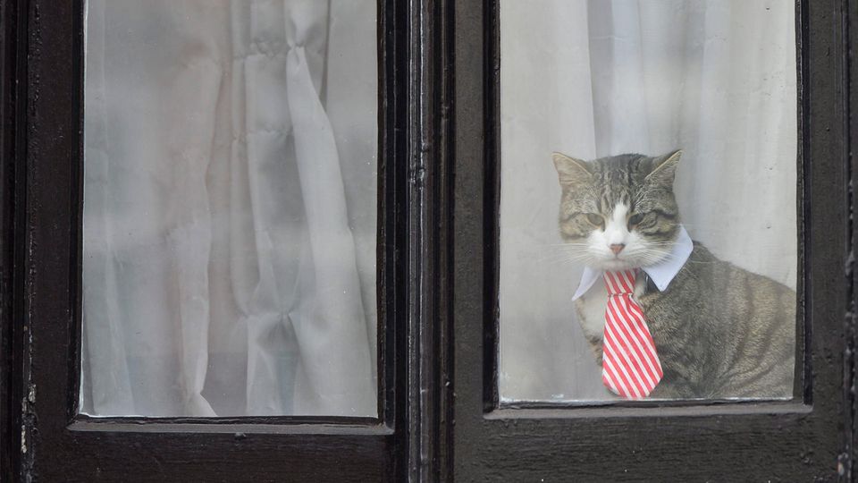 Die Katze von Julian Assange blickt aus einem Fenster der Botschaft Ecuadors in London: Dieses Foto stammt vom November 2016. Wo das Tier heute lebt - und ob es noch lebt - ist nicht bekannt.