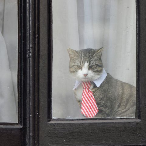 Die Katze von Julian Assange blickt aus einem Fenster der Botschaft Ecuadors in London: Dieses Foto stammt vom November 2016. Wo das Tier heute lebt - und ob es noch lebt - ist nicht bekannt.