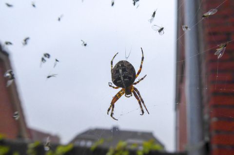 Spinne