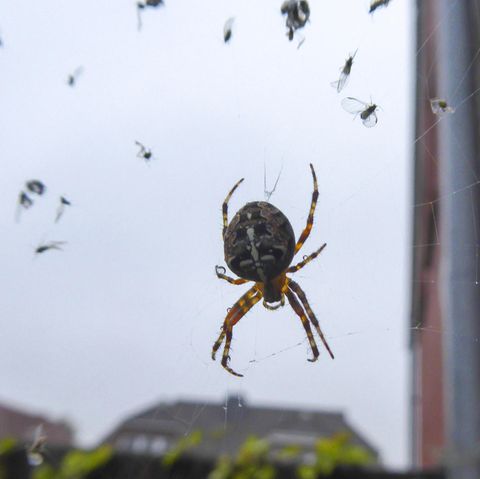 Spinne