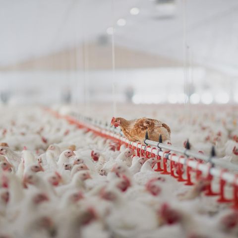 Hühner werden in Massen gehalten, so bleibt das Fleisch preiswert