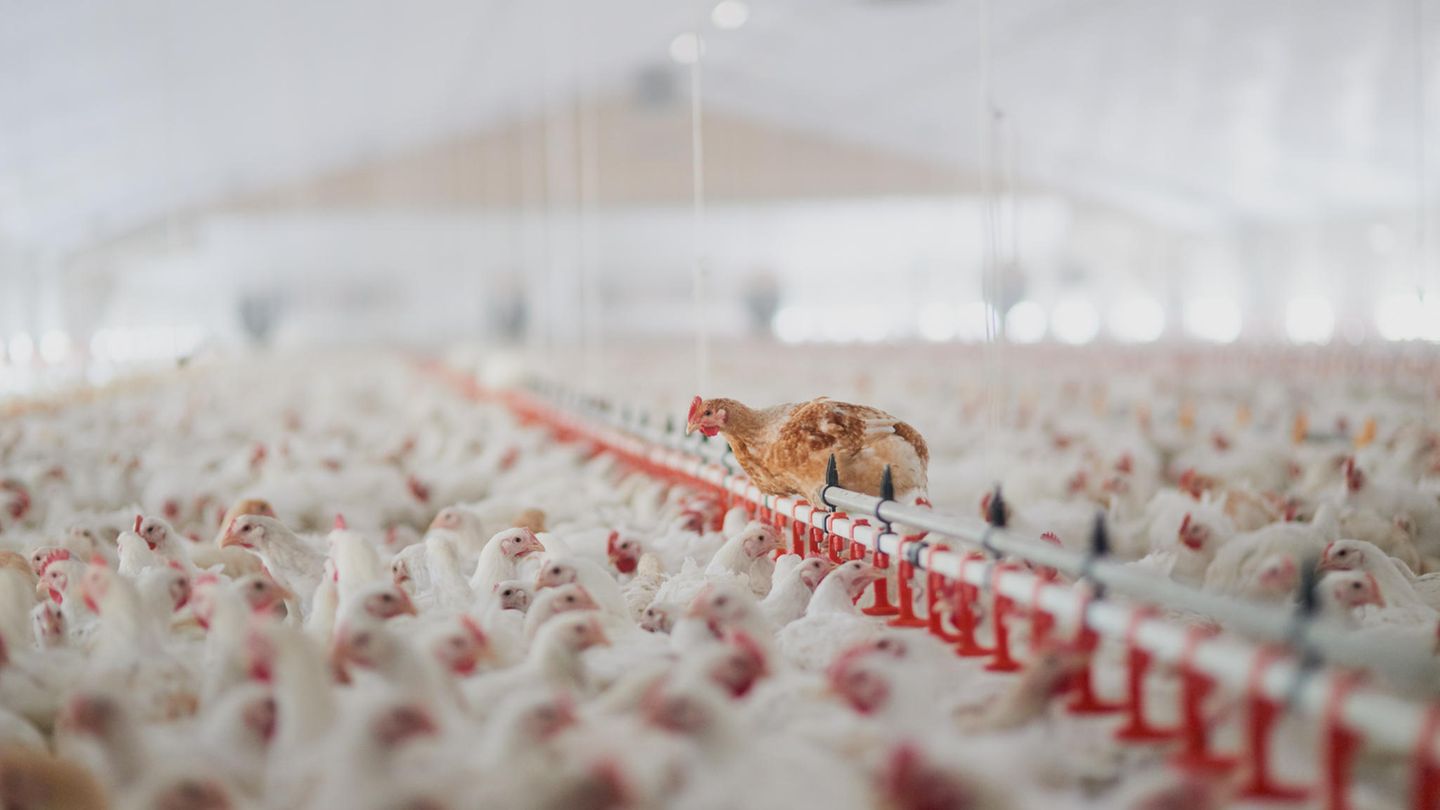 Hühner werden in Massen gehalten, so bleibt das Fleisch preiswert