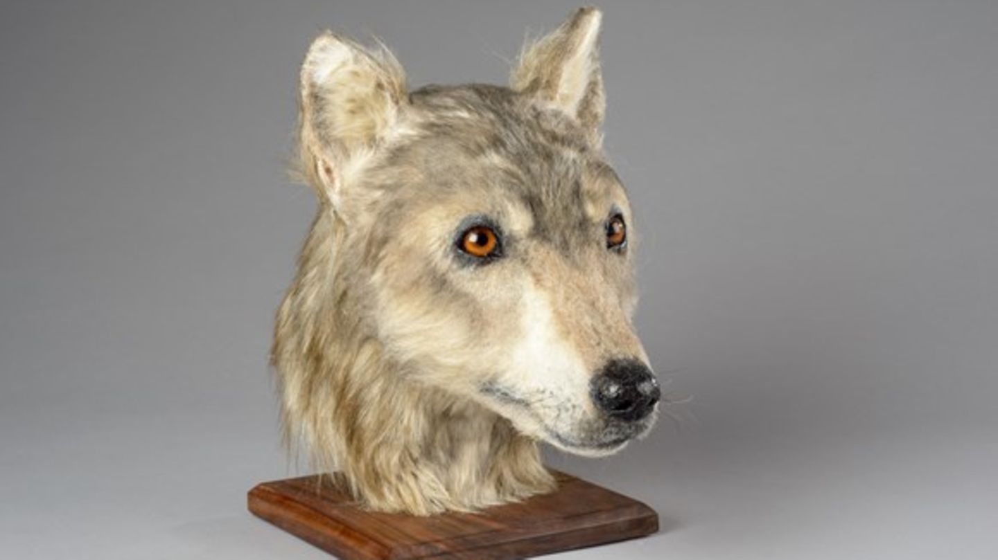 So sah der Vierbeiner vor 4000 Jahren vermutlich aus