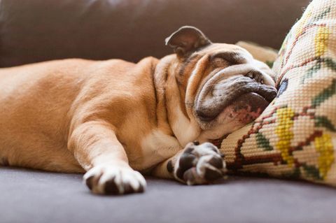 Am Sonntag lässt es sich wunderbar auf der Couch entspannen