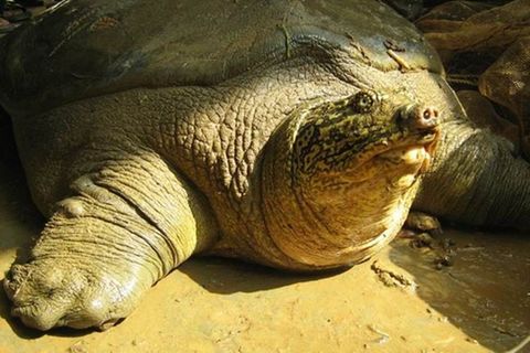 Jangtse-Riesenweichschildkröte