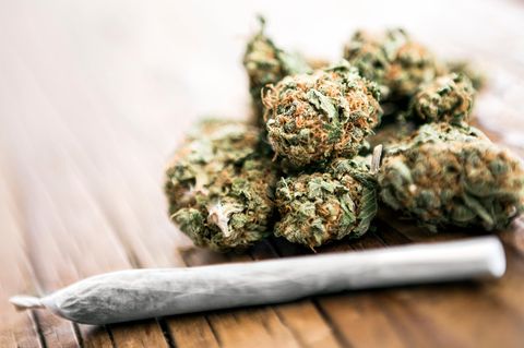 Cannabis