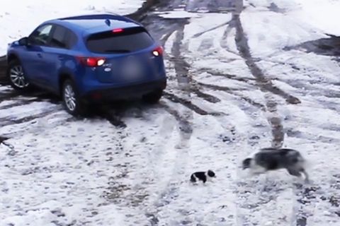 Kanada: Border-Collie rettet Chihuahua vor rückfahrendem Auto