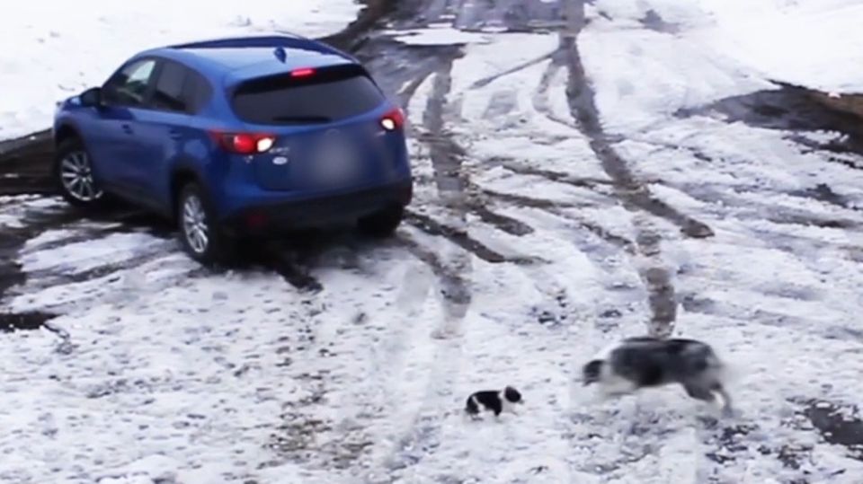 Kanada: Border-Collie rettet Chihuahua vor rückfahrendem Auto Kanada: Border-Collie rettet Chihuahua vor rückfahrendem Auto