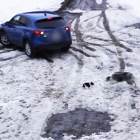 Kanada: Border-Collie rettet Chihuahua vor rückfahrendem Auto