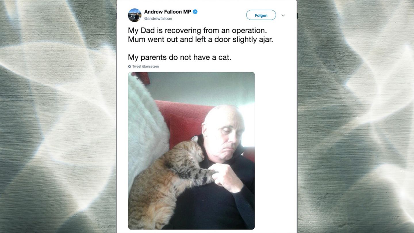 Twitter-Post von MP Andrew Falloon zeigt seinen Vater wie er schlafend mit einer fremden Katze kuschelt