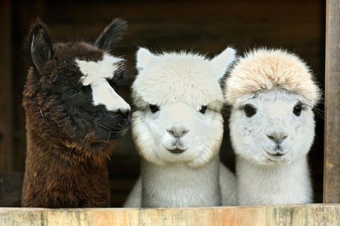 Drei Alpakas