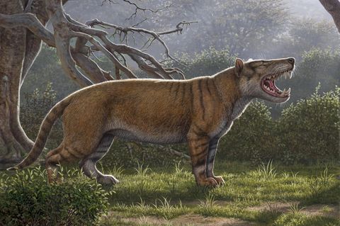 Über 1500 Kilo schwer: Eine Illustration zeigt Simbakubwa kutokaafrika, den Forscher in Afrika entdeckt haben