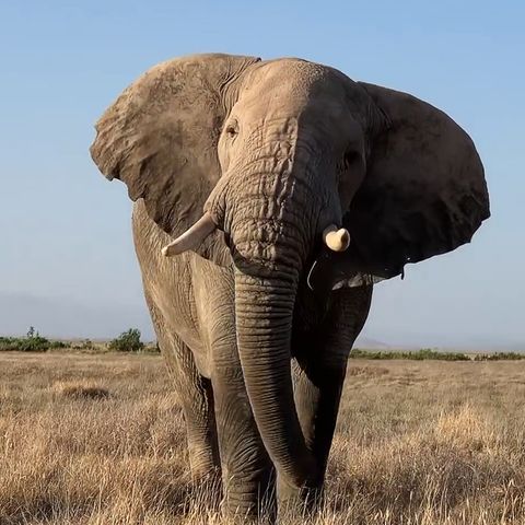 Elefant niest
