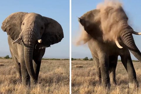 Elefant niest