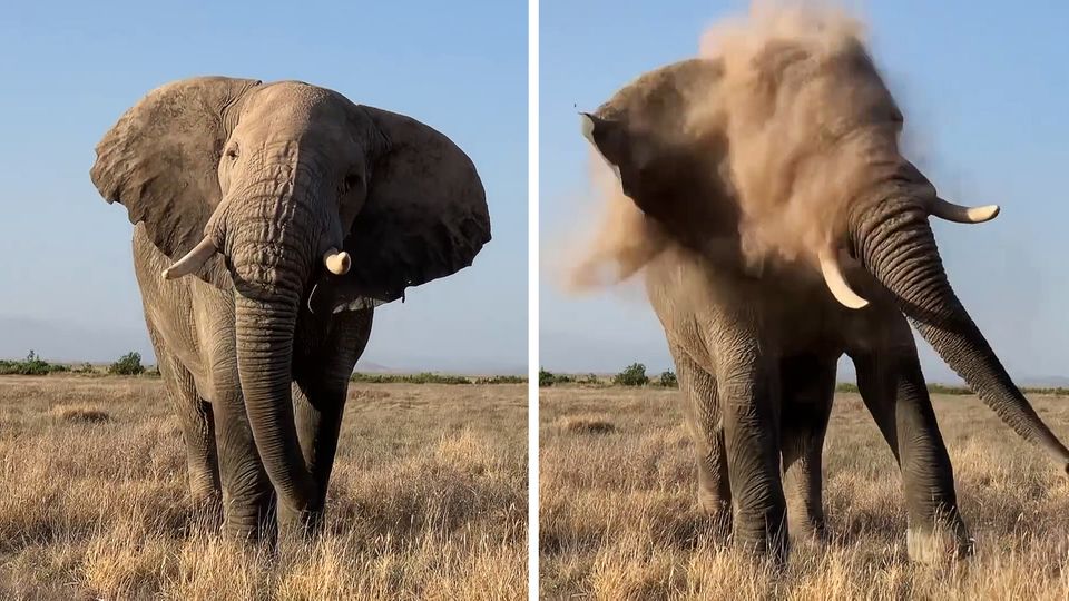 Elefant niest